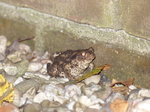 FZ019986 Common toad (Bufo bufo).jpg
